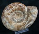 Perisphinctes Ammonite - Jurassic #7371-1